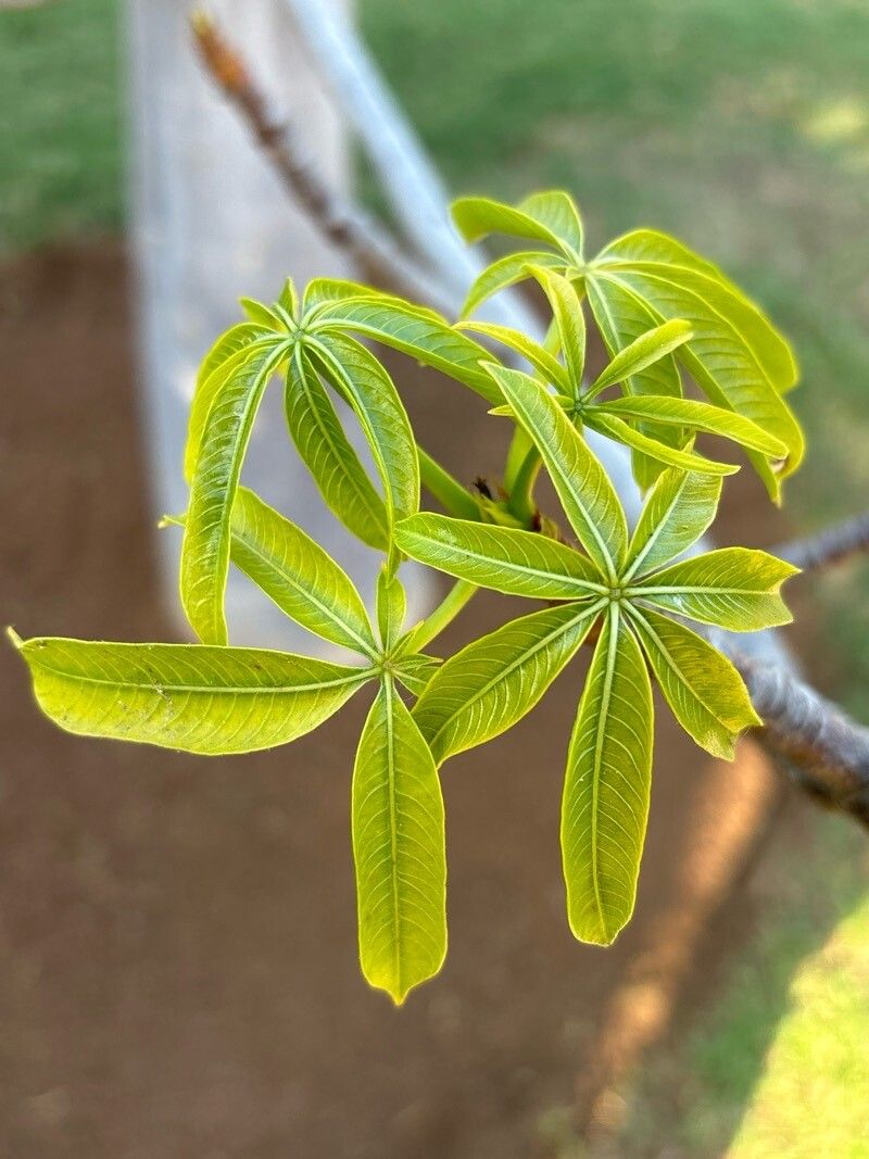 Adansonia perrieri — related species from the same genus