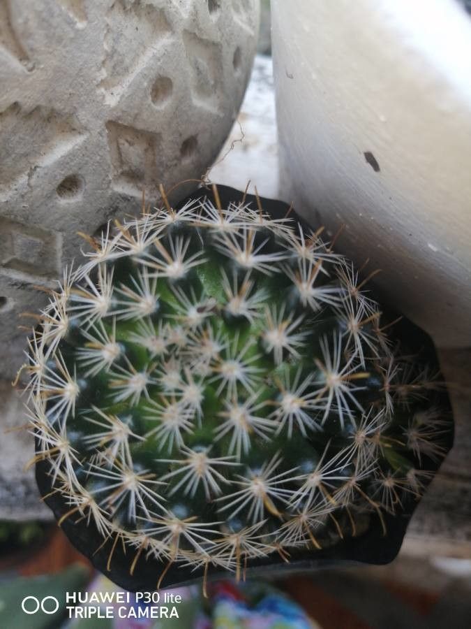 Mammillaria barbata fruit