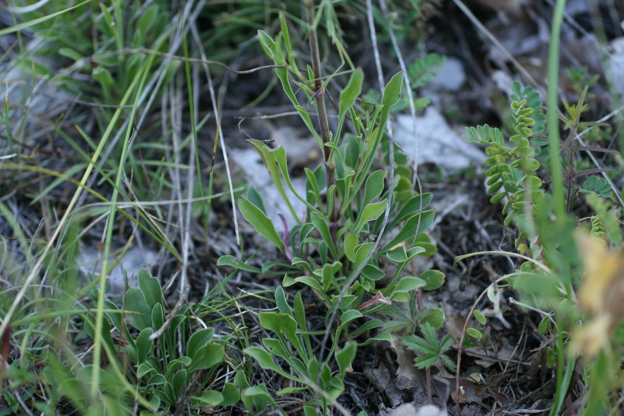 Silene paradoxa habit