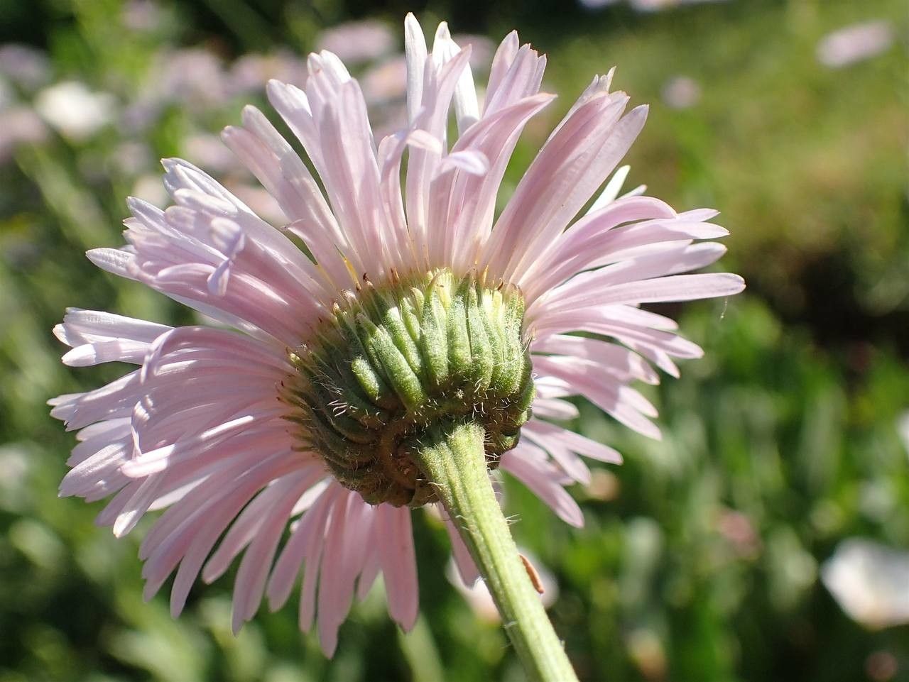 Erigeron glabellus flower