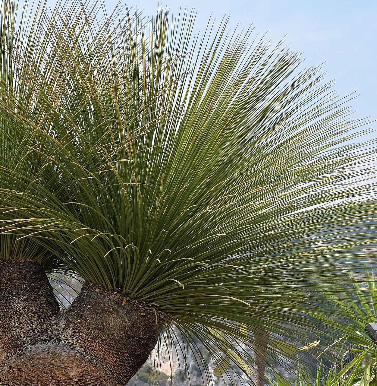 Dasylirion quadrangulatum leaf