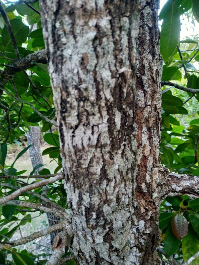 Dillenia alata bark