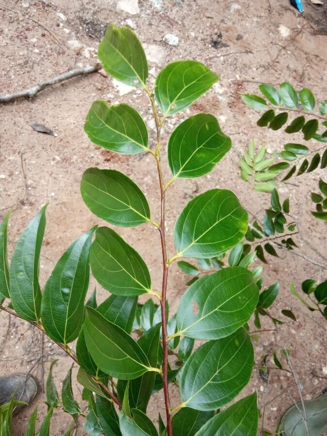 Goupia glabra — search result for 'Celastraceae'