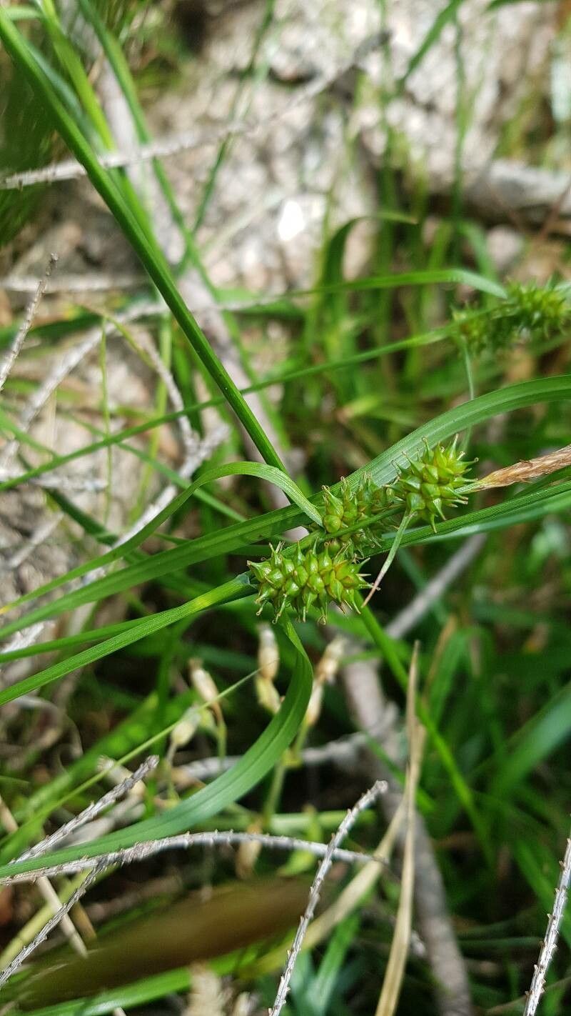 Carex demissa flower