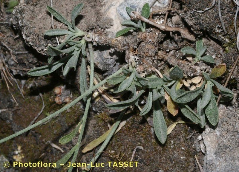 Hormathophylla longicaulis habit