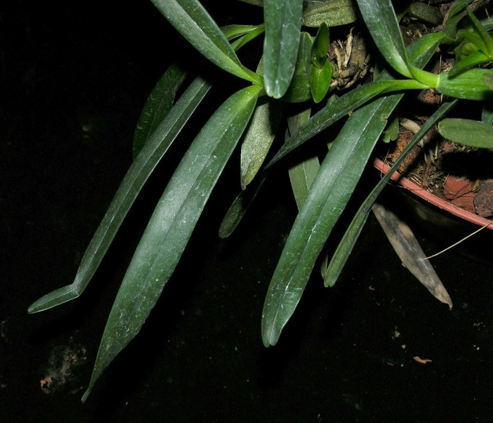 Maxillaria friedrichsthalii — houseplant care guide
