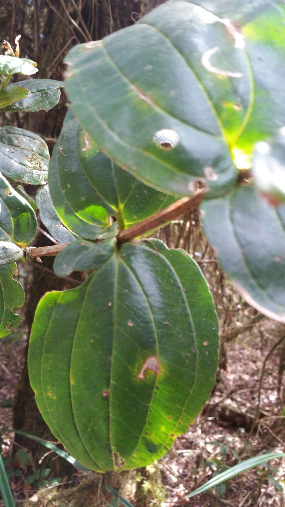 Medinilla cacuminum — search result for 'Medinilla'