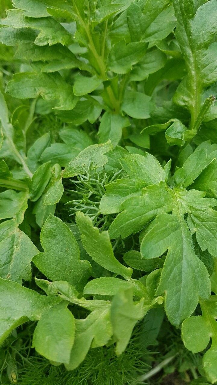 Papaver cambricum leaf
