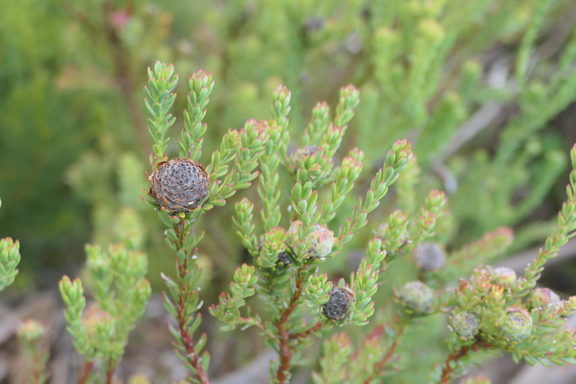 Leucadendron levisanus — search result for 'Leucadendron'