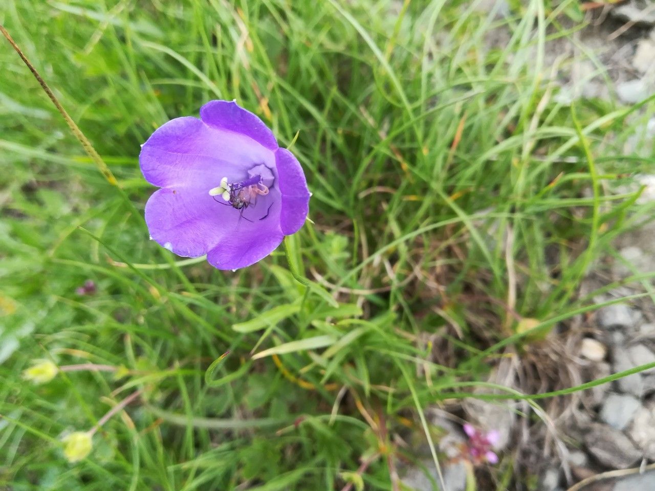 Campanula scheuchzeri flower