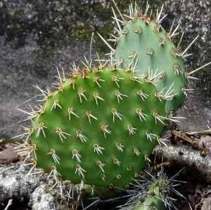 Opuntia howeyi — houseplant care guide