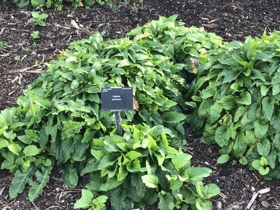 Peltaria turkmena — related species from the same genus