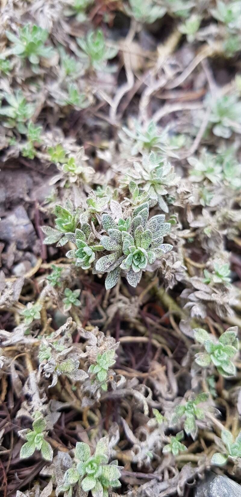 Odontarrhena pateri leaf