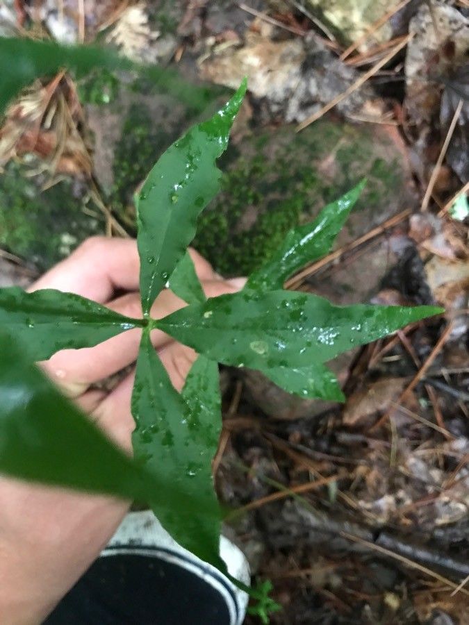 Silene stellata leaf