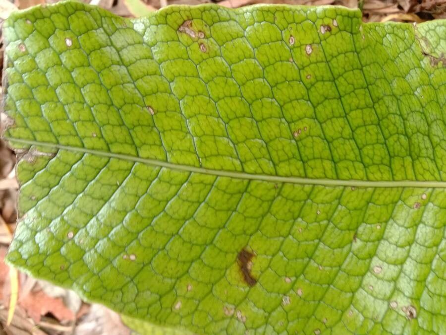 Thelypteris gymnopteridifrons — search result for 'Thelypteris'