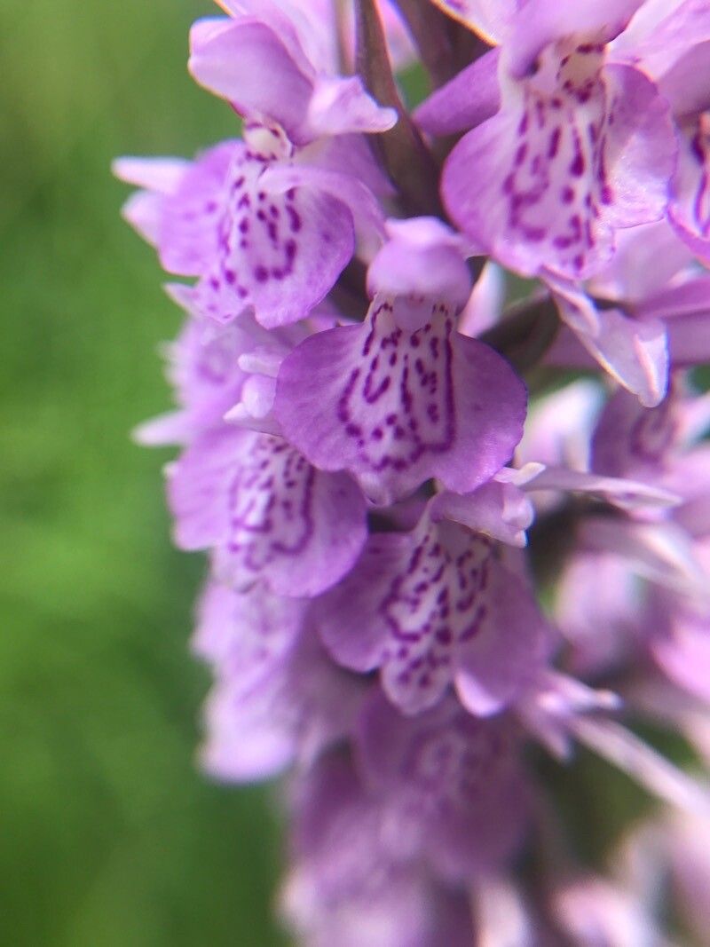 Dactylorhiza x grandis flower