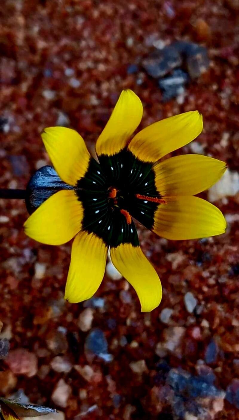 Gazania tenuifolia — search result for 'Gazania'