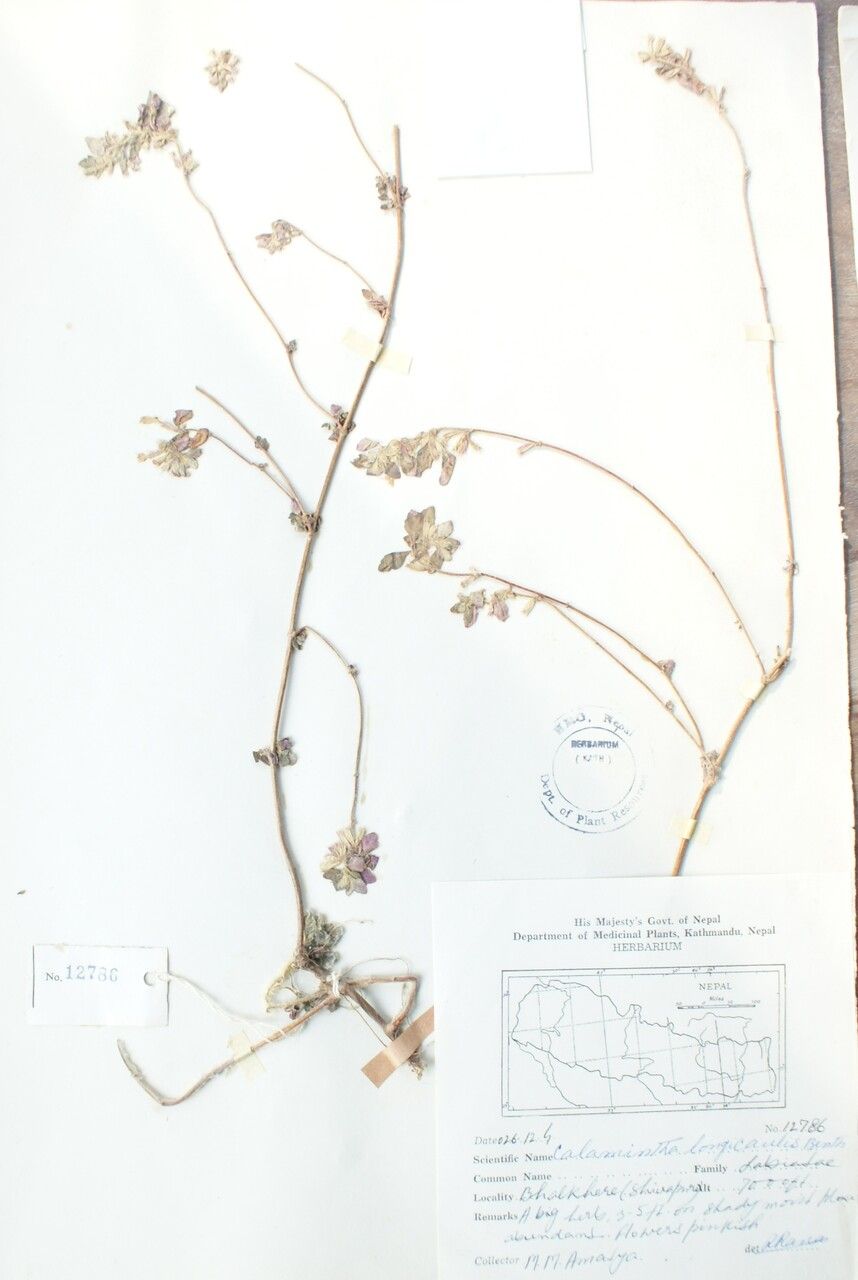 Clinopodium piperitum — search result for 'Clinopodium'