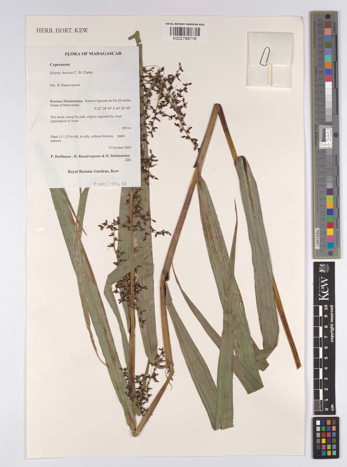 Scleria baronii — houseplant care guide