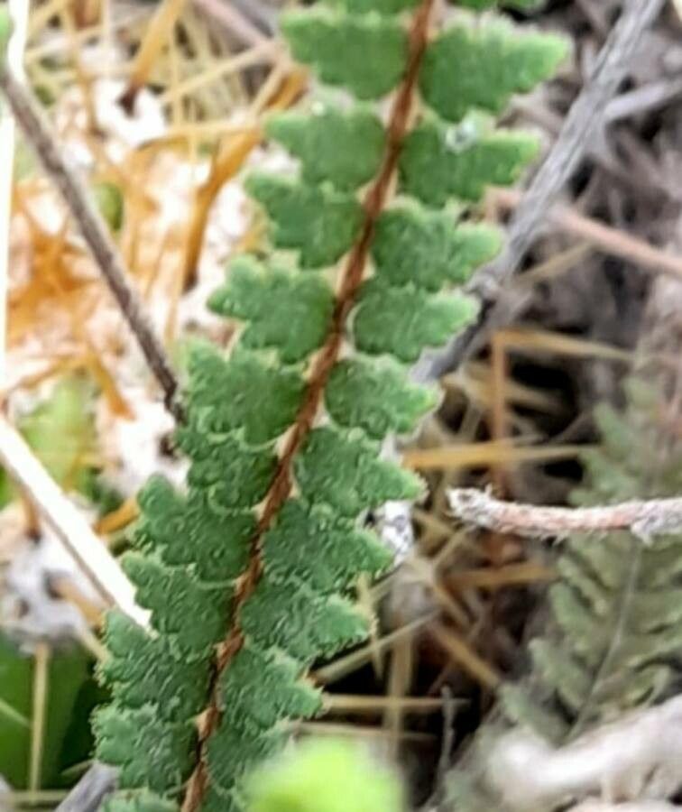 Cheilanthes bonariensis — related species from the same genus