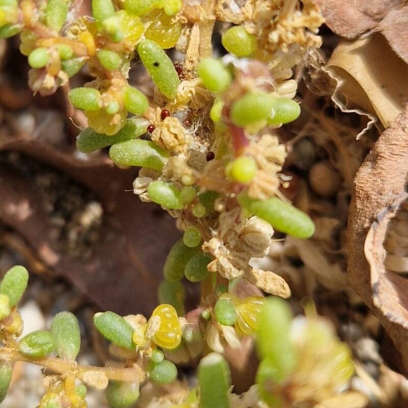 Zygophyllum simplex fruit