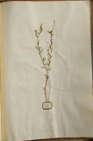 Polygala antillensis — houseplant care guide