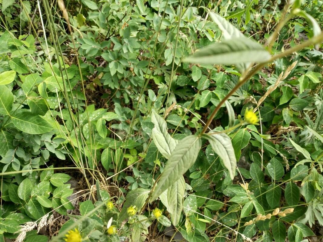 Viguiera dentata leaf