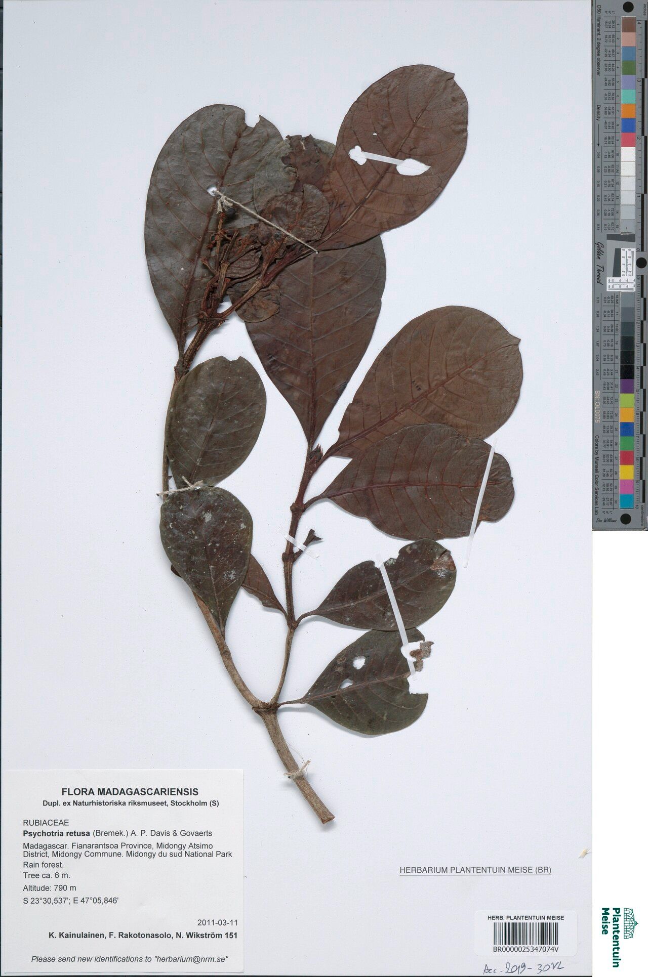 Psychotria retusa — houseplant care guide