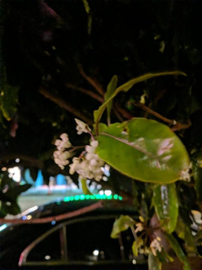 Polystachya concreta flower