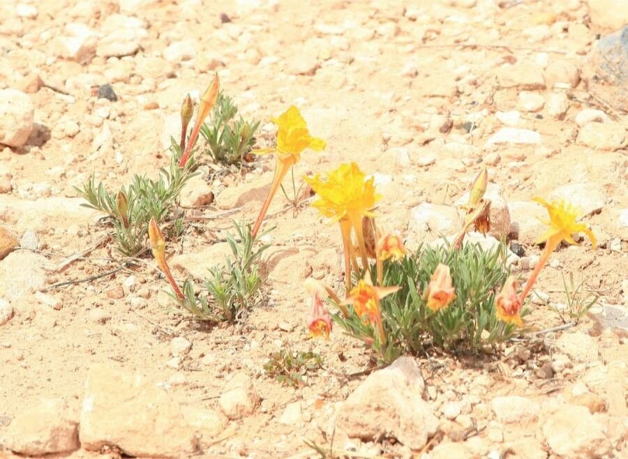 Oenothera macrocarpa flower