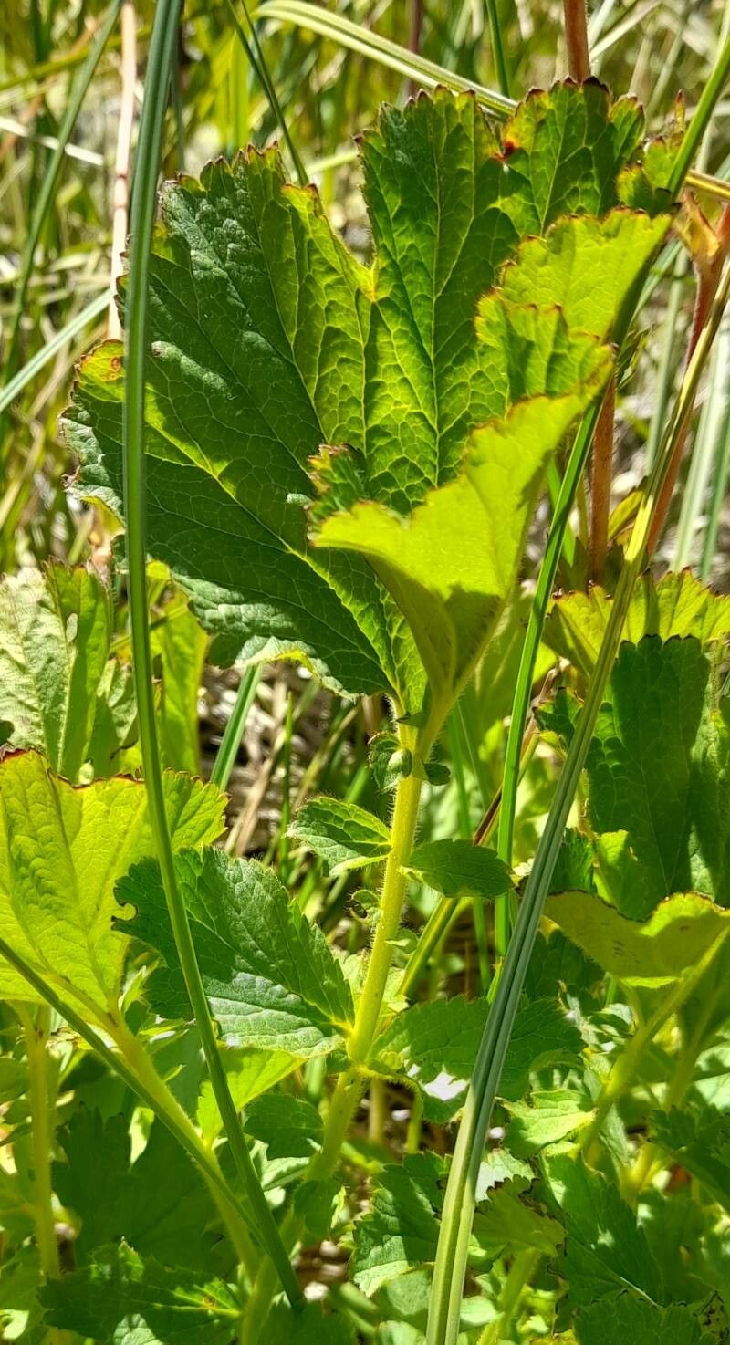 Geum magellanicum — search result for 'Geum'