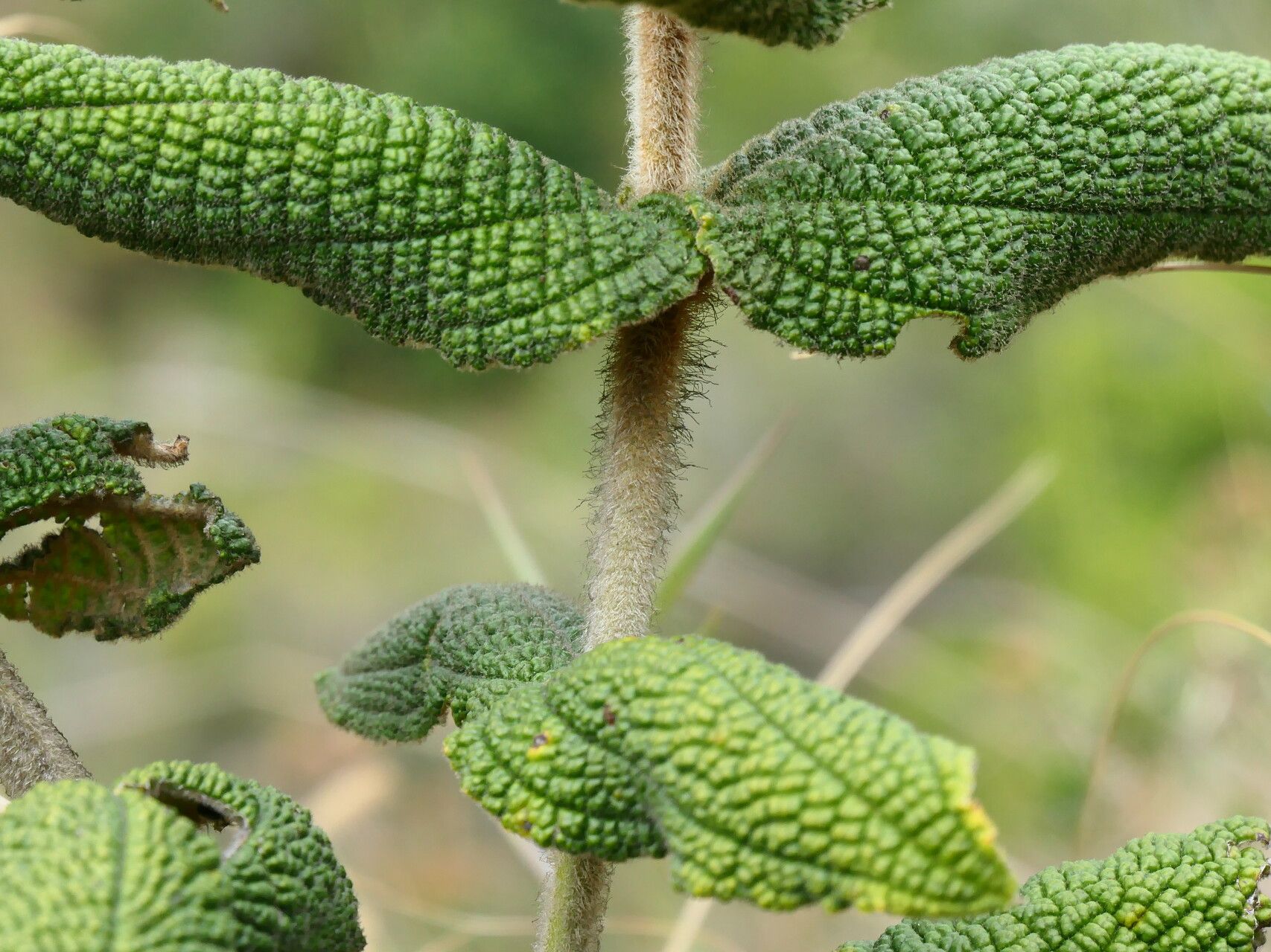 Miconia rufescens leaf