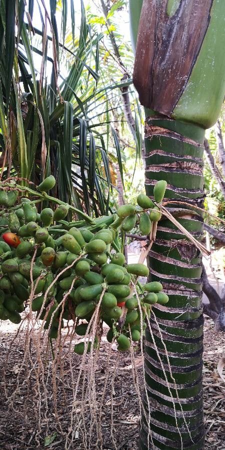 Carpoxylon macrospermum fruit