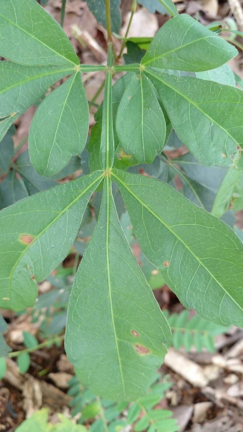 Serjania erecta leaf