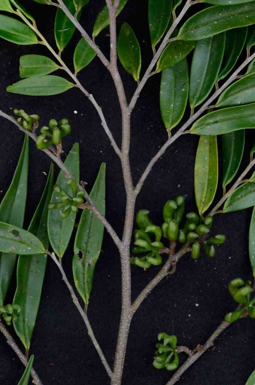 Xylopia brasiliensis fruit