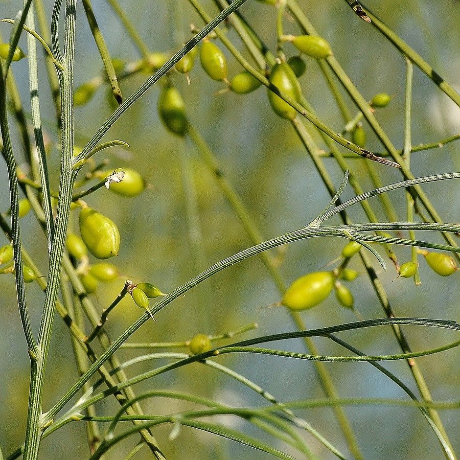Genista monosperma fruit