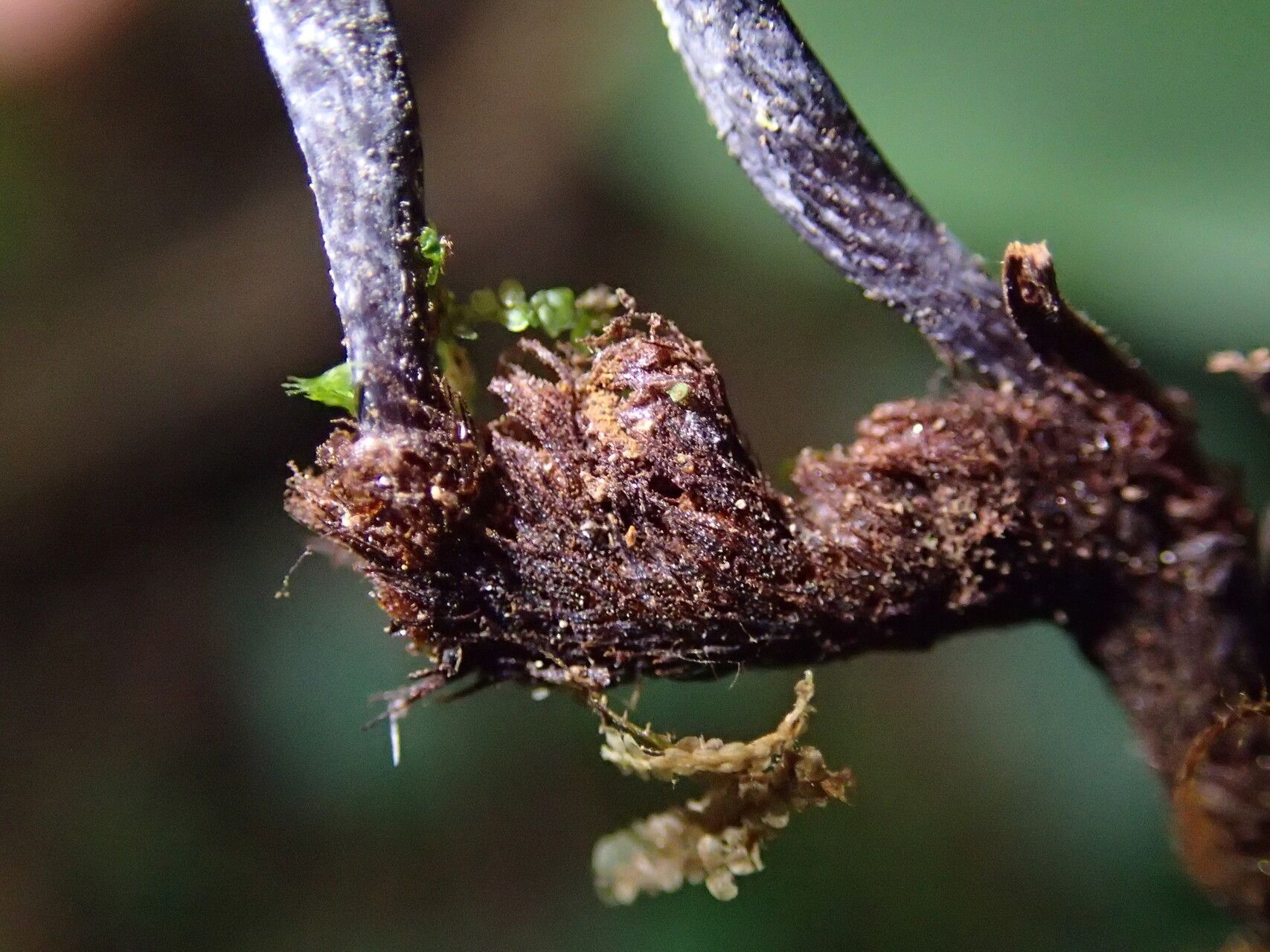Haplopteris guineensis other