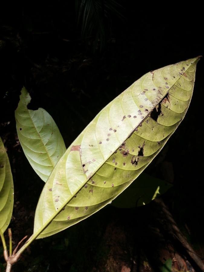 Quiina integrifolia — houseplant care guide