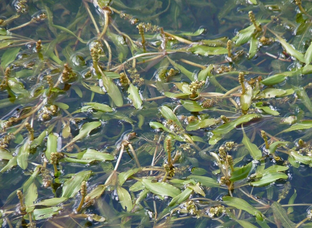 Potamogeton alpinus