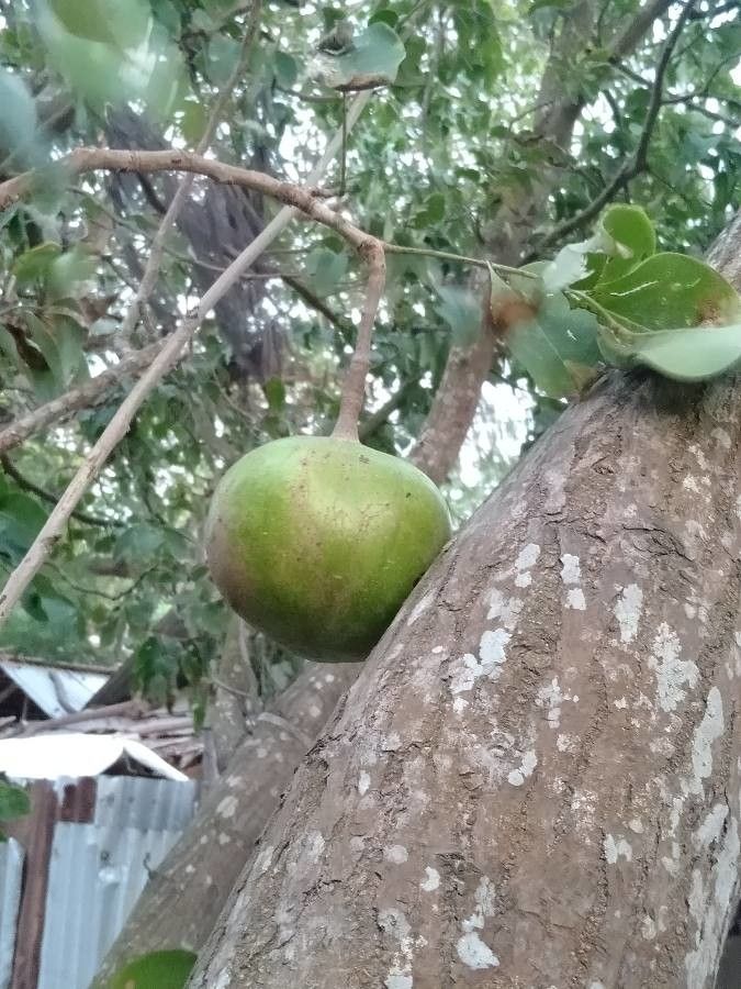 Xylocarpus granatum fruit