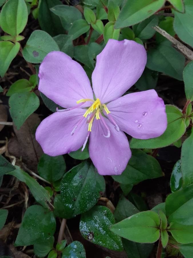 Heterotis rotundifolia flower