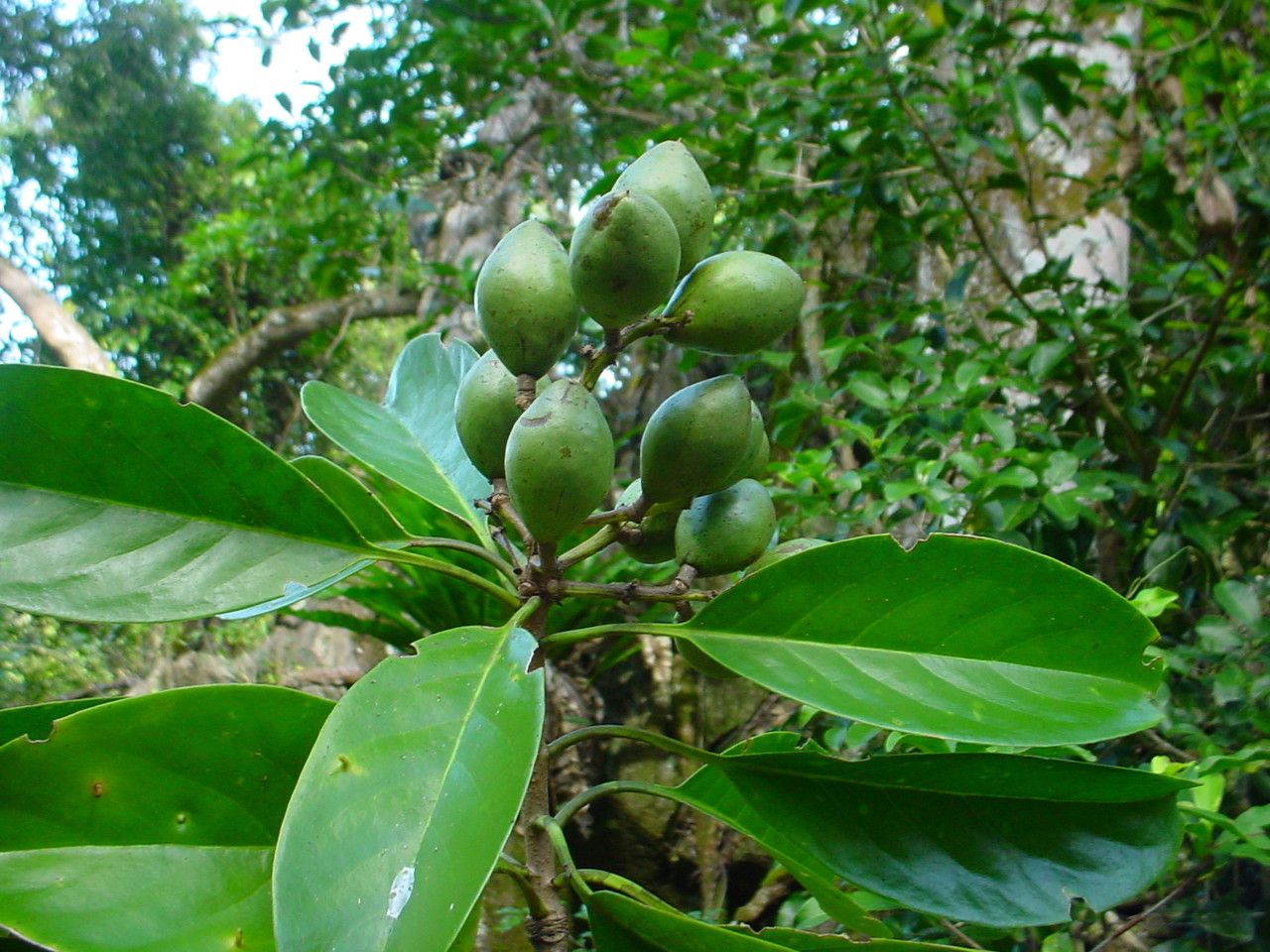 Corynocarpus dissimilis fruit