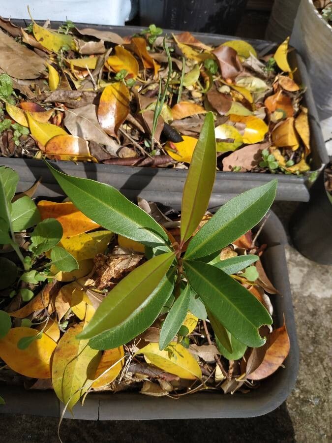 Acridocarpus austrocaledonicus — related species from the same genus