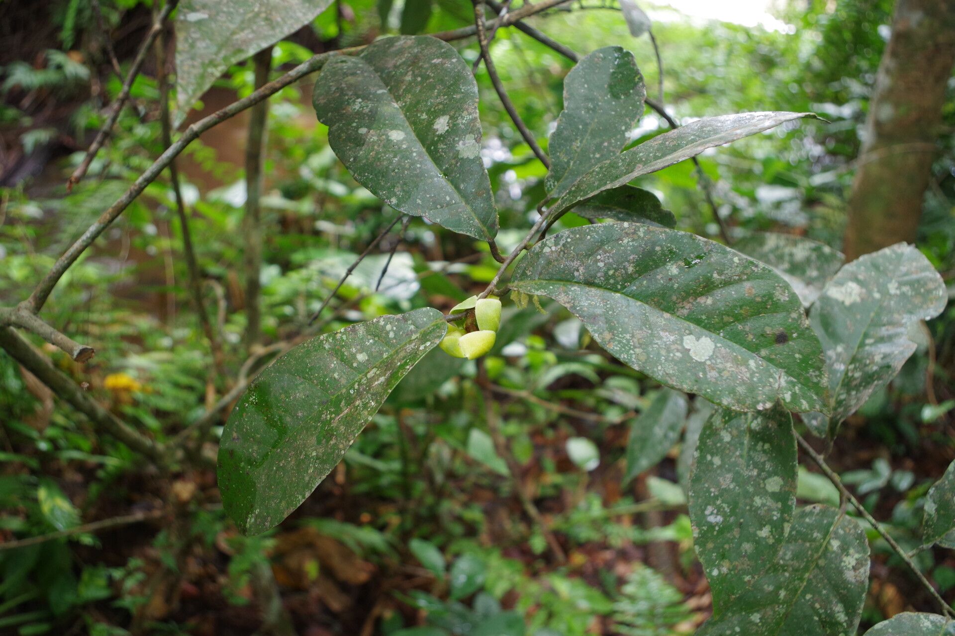 Uvaria angolensis — related species from the same genus