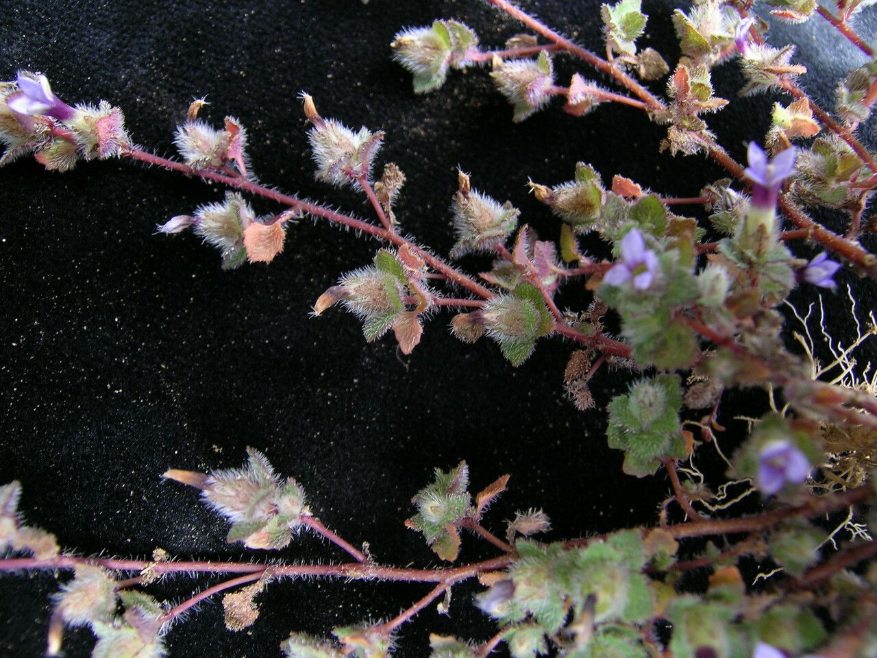 Cyananthus hookeri habit