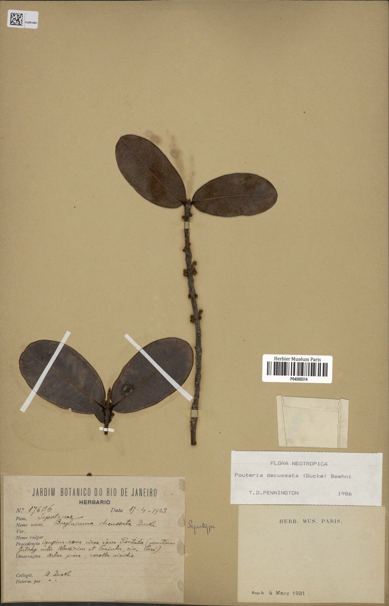 Pouteria decussata — houseplant care guide