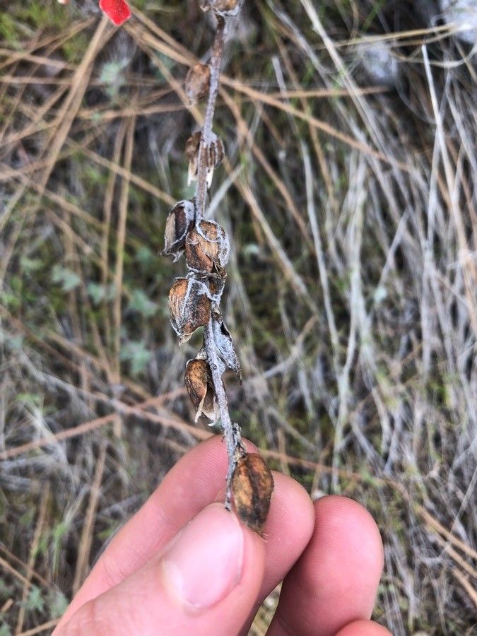 Castilleja coccinea fruit