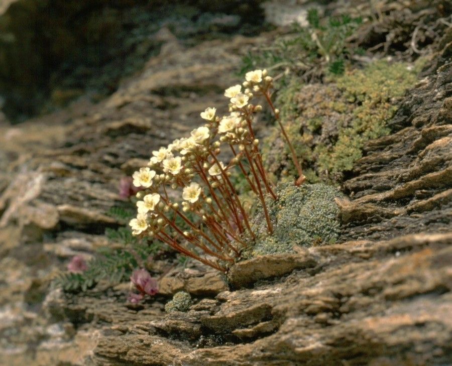 Saxifraga valdensis flower