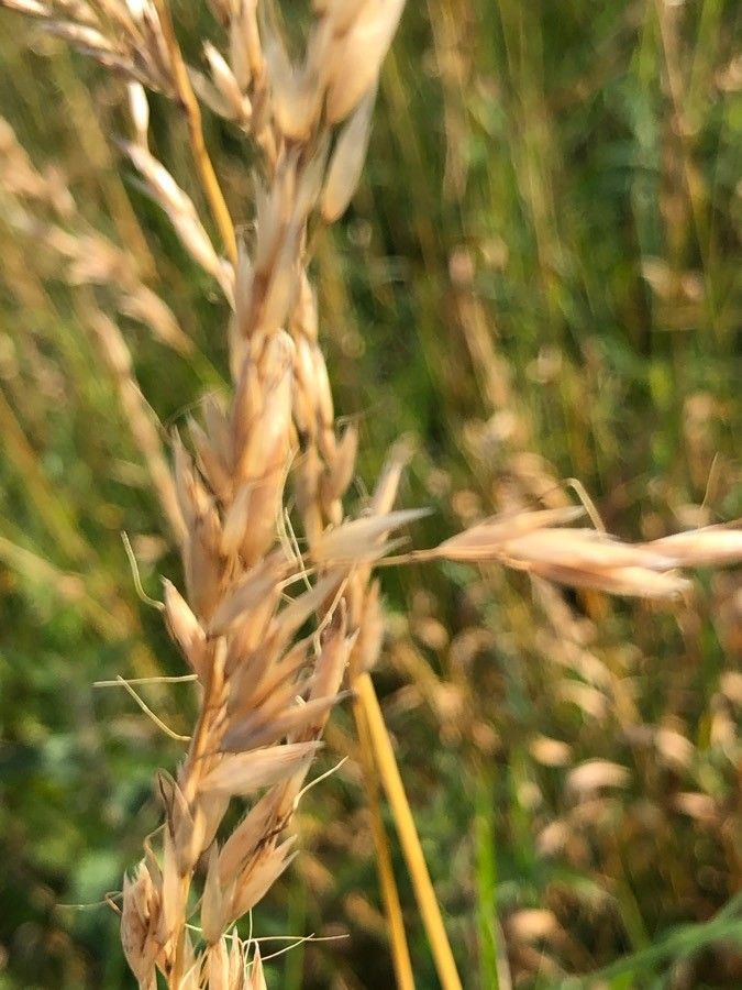 Bromopsis erecta fruit