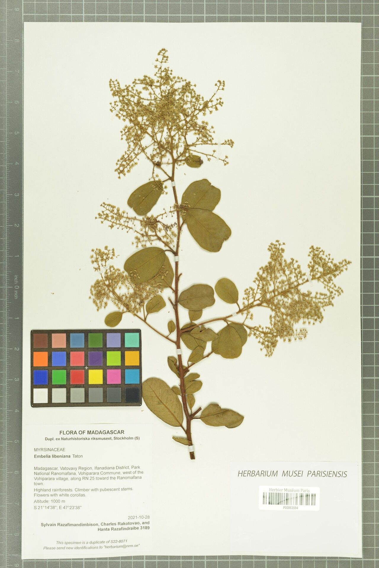 Embelia libeniana — houseplant care guide